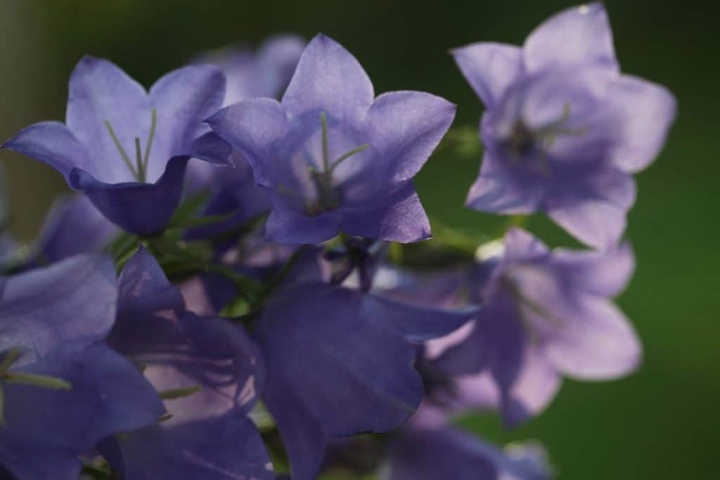 purple campanula flowers against a blurred green background