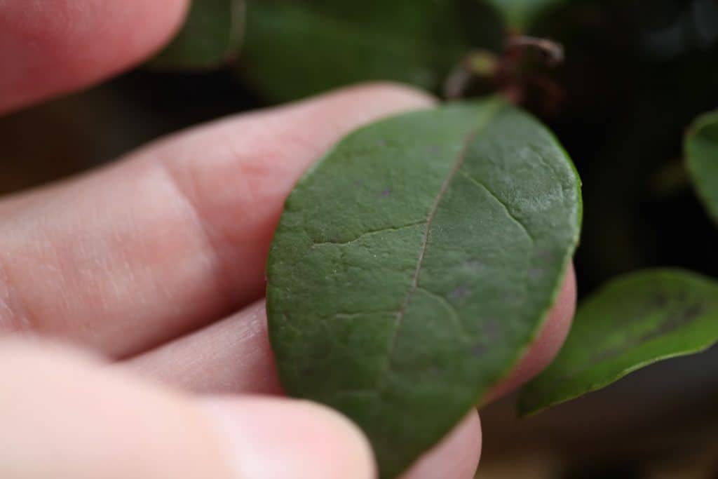 closeup of a hand holding a wintergreen leaf