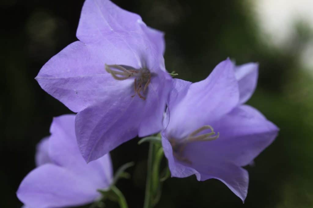 closeup of purple campanula flowers- notice the corolla is all one piece