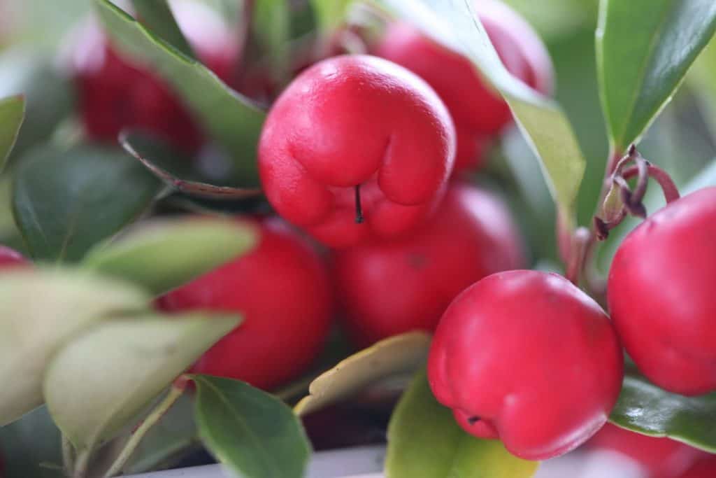 closeup of the rosy red wintergreen berries