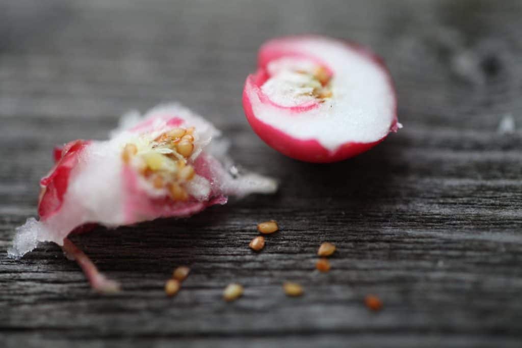 closeup of wintergreen seeds on grey wood