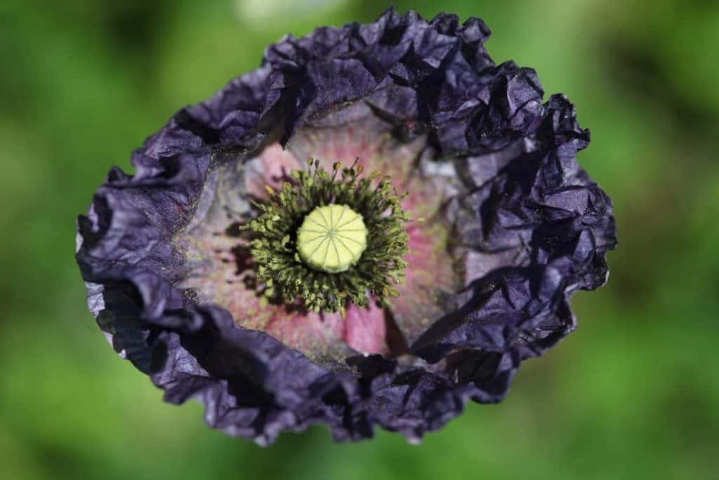 colourful Shirley Poppy Amazing Grey self seeded bloom, showing how to grow Shirley Poppies
