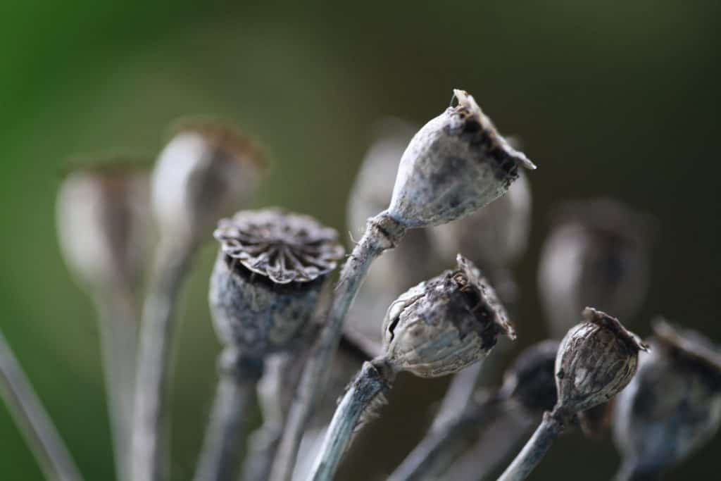 grey poppy seed pods against a blurred green background