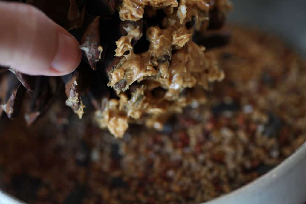 dip peanut butter covered pinecone into bowl of birdseed and roll until covered