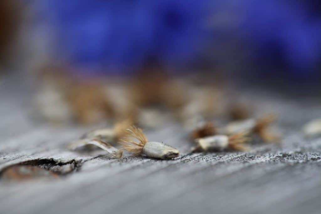 bachelor button seeds on a grey wooden railing