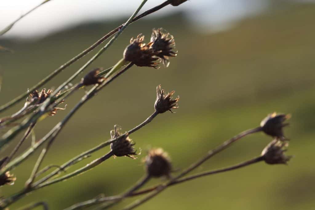 dry seed heads of bachelor buttons