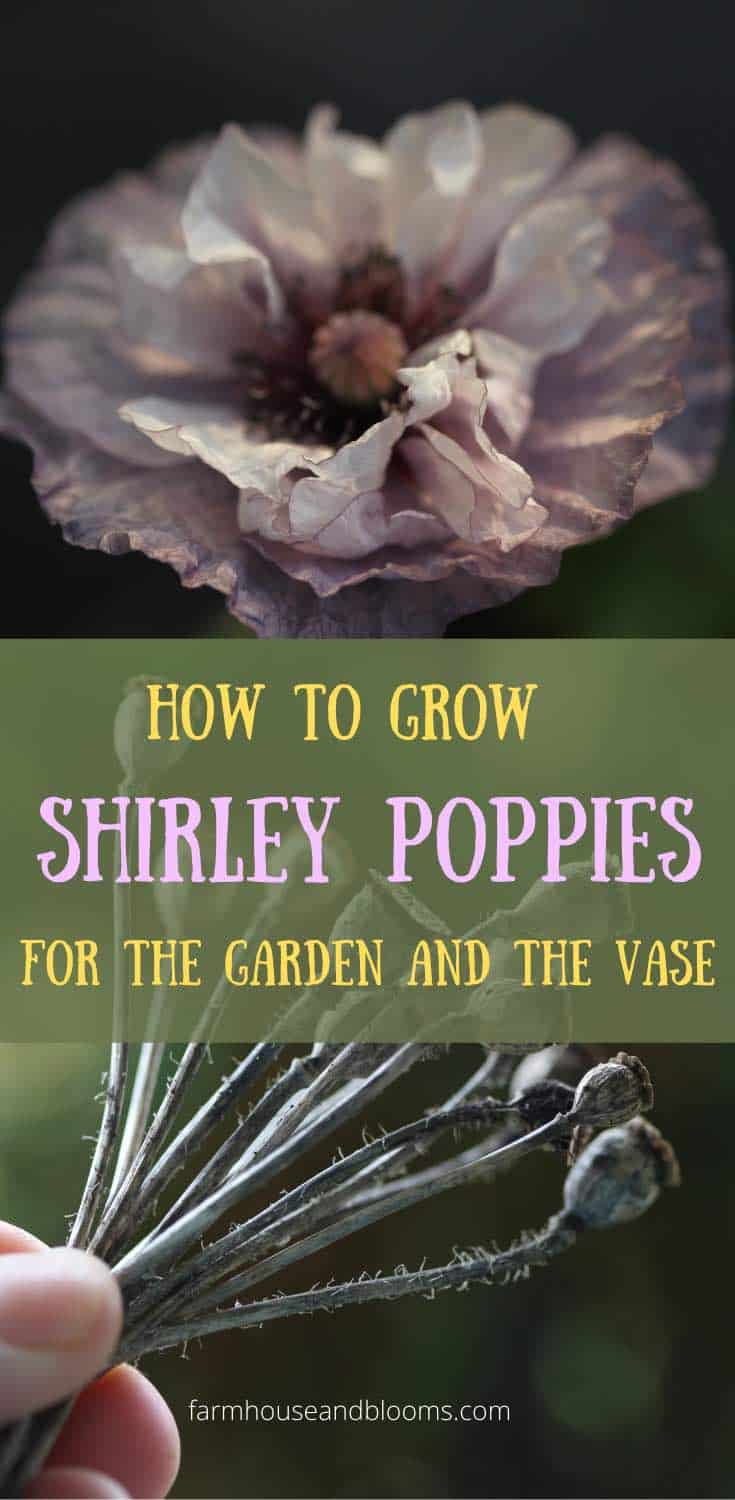 How To Grow Shirley Poppies - For The Garden And Vase - Farmhouse & Blooms