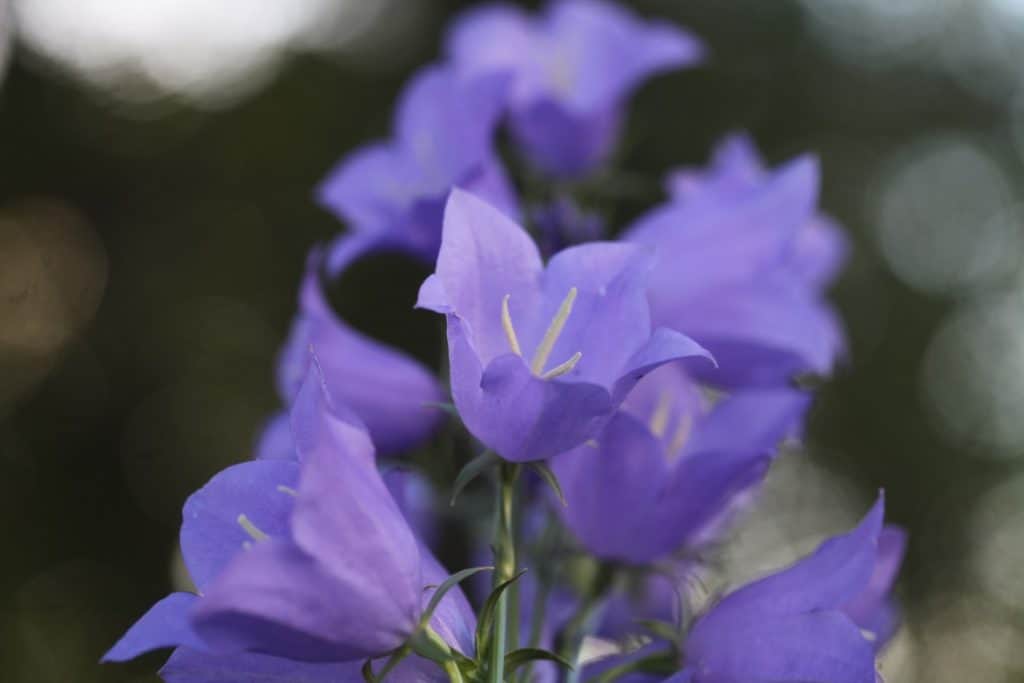 purple campanula in full bloom