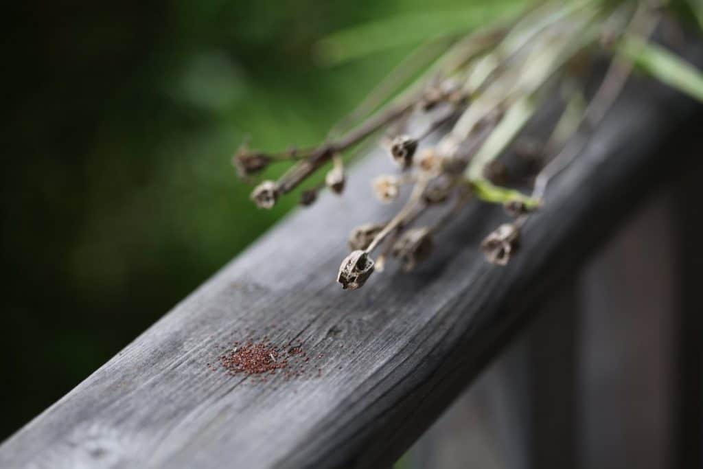 campanula seed pods and seed on a wooden railing