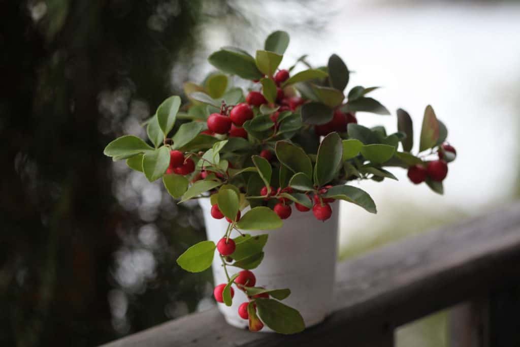 a berry laden wintergreen plant in a white pot on a wooden railing