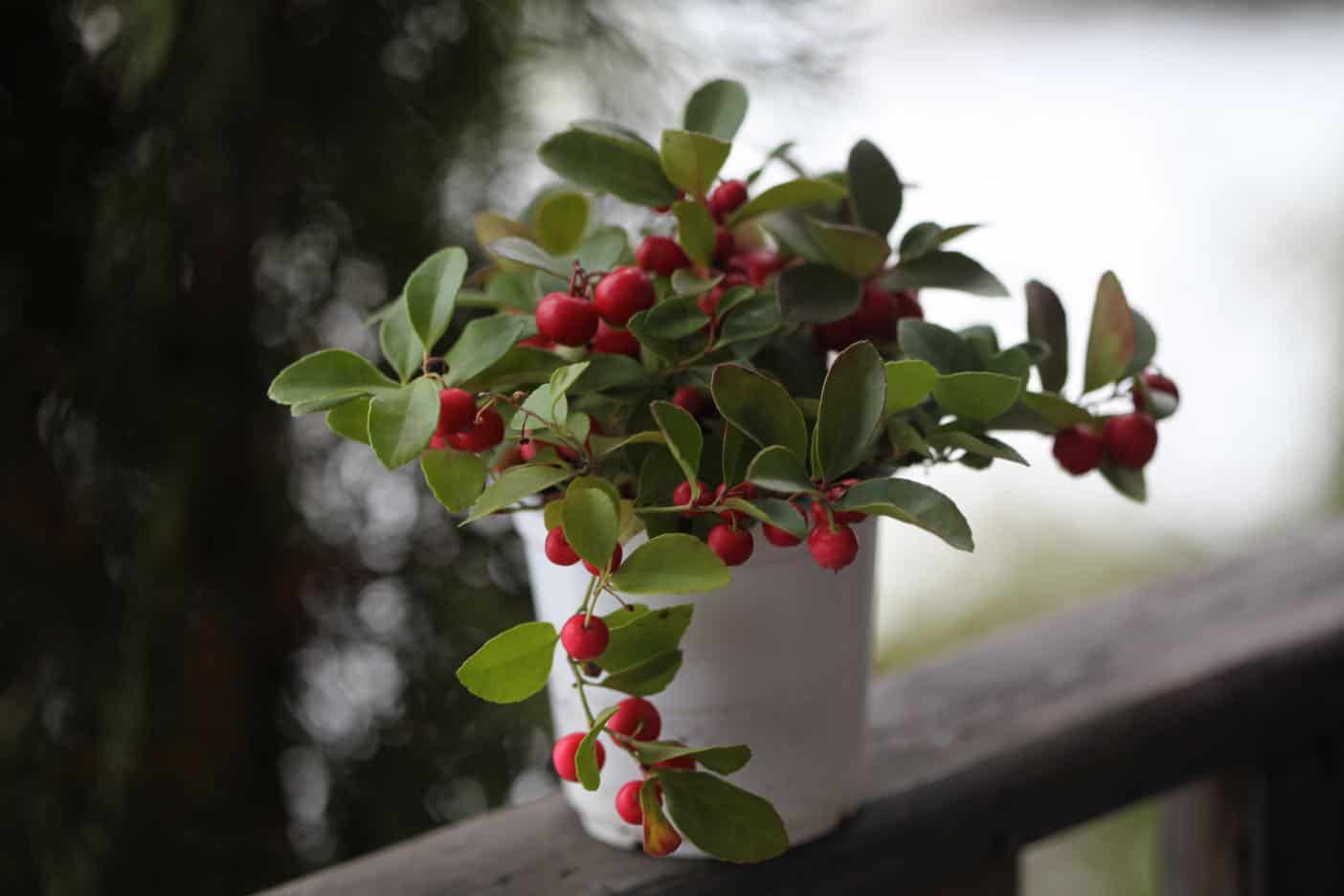 How to Grow Wintergreen? 