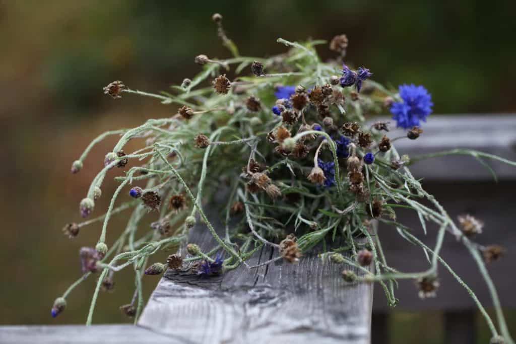 various stages of pod and bloom formation on one bachelor button plant