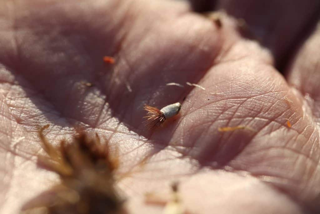 a hand holding a bachelor button seed