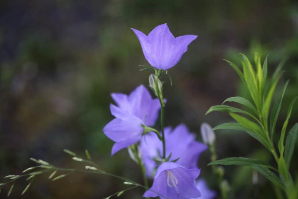 purple campanula flowers growing in the garden