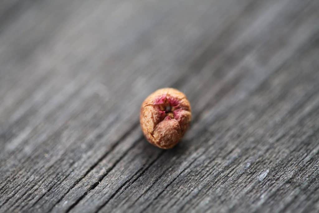 over ripe wintergreen berry on grey wood