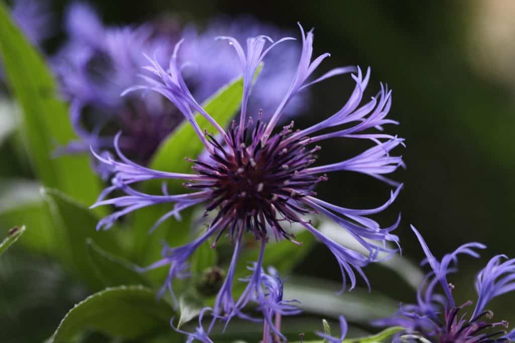 purple flowers of perennial Bachelor Button, Centaurea Montana, in the garden