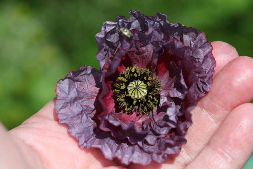a hand holding a picotee edged Shirley poppy, showing how to grow Shirley Poppies