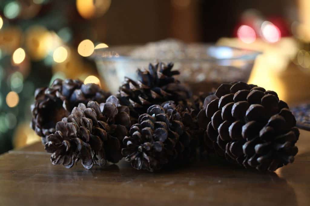 pine cones on a table in front of a bowl of birdseed