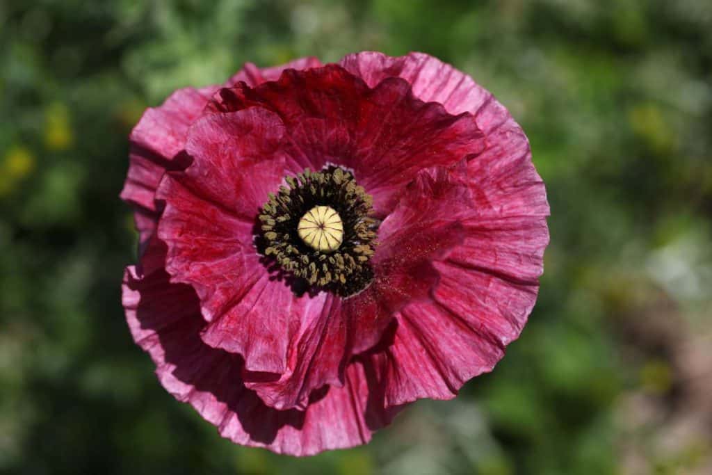 pink coloured Shirley Poppy