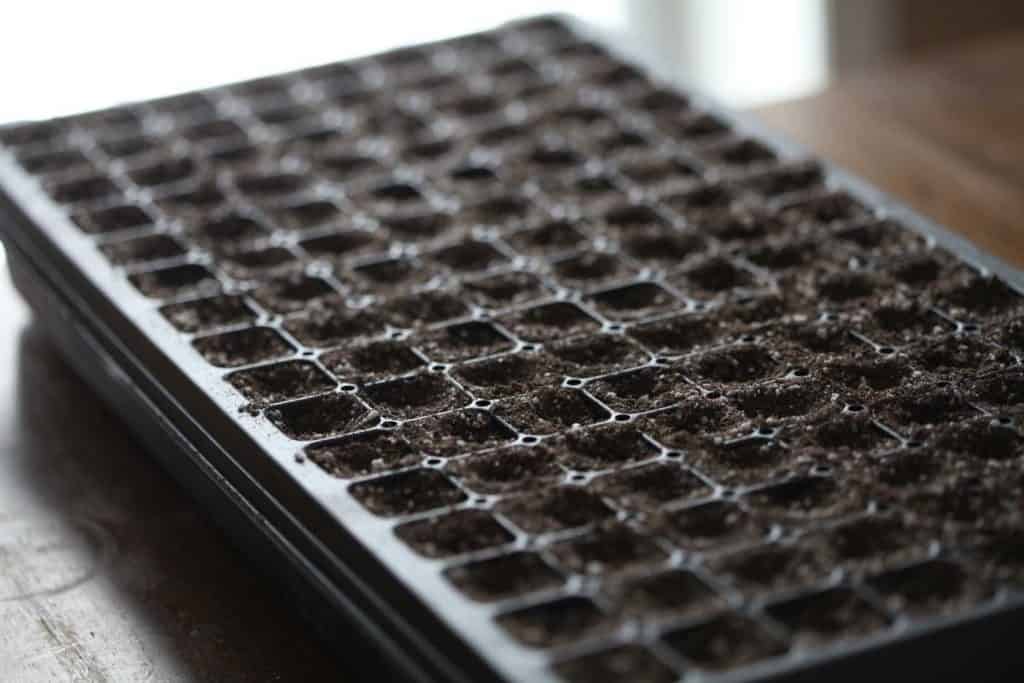 a black cell tray with soil on a wooden table, showing how to grow Shirley Poppies