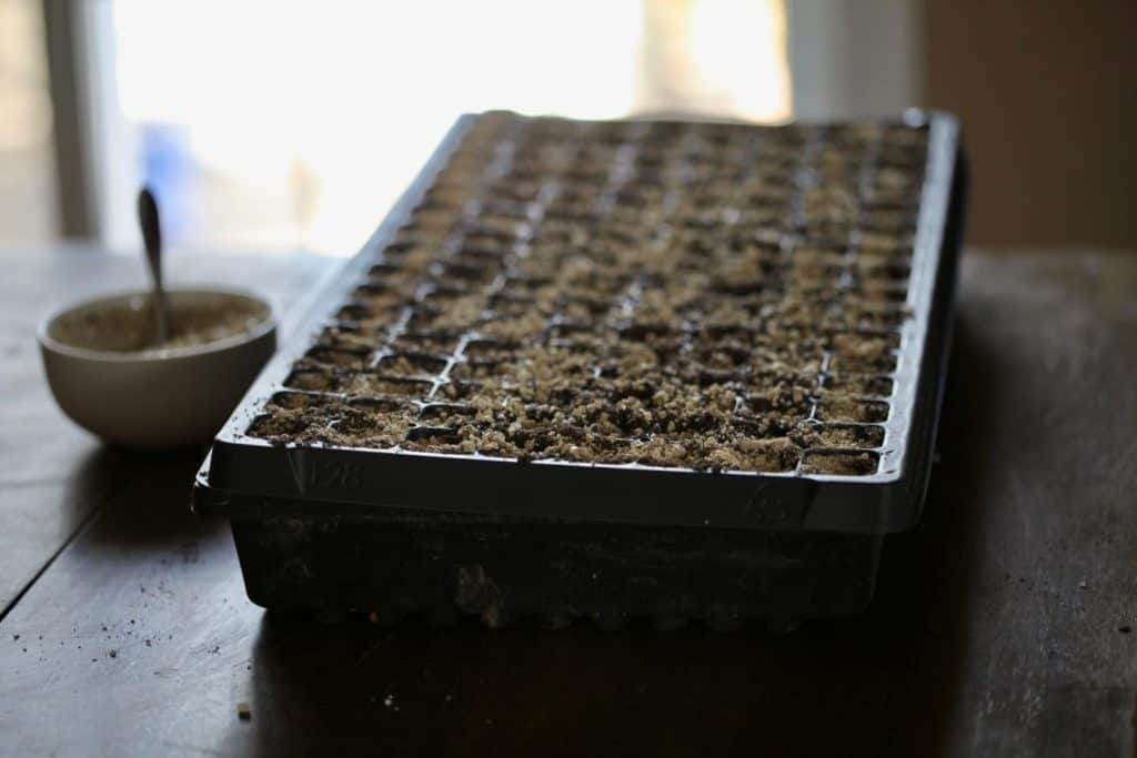 planting in cell trays