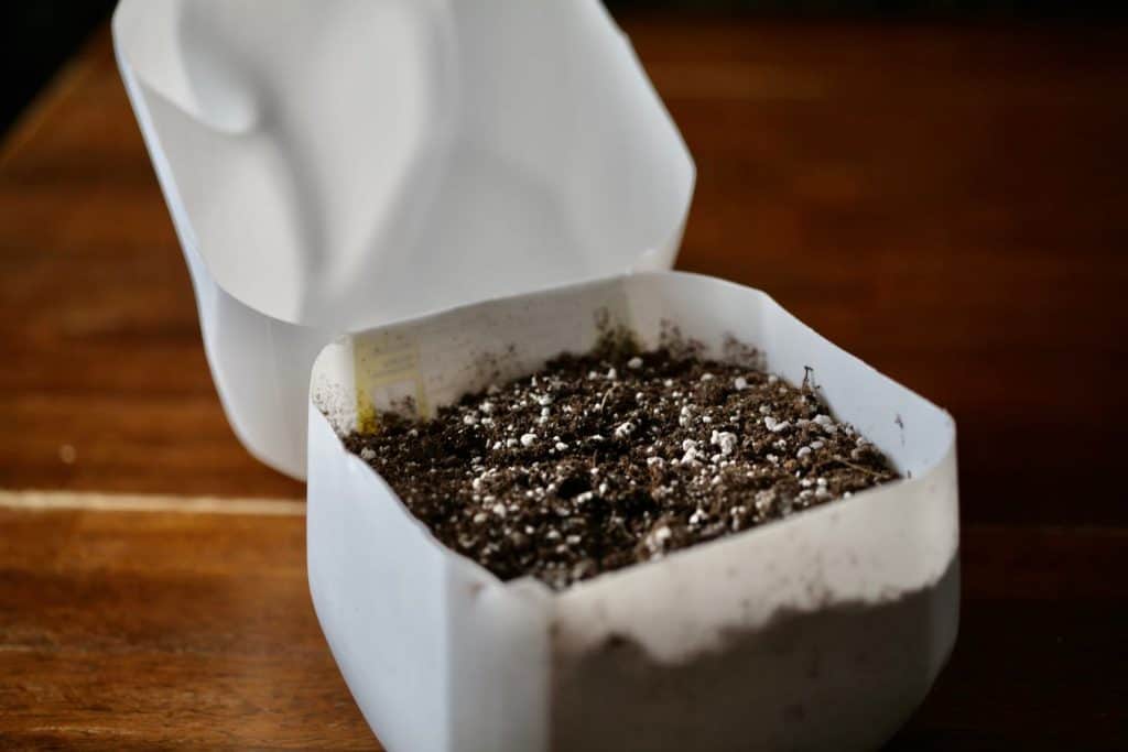 planting seeds in milk jugs for winter sowing