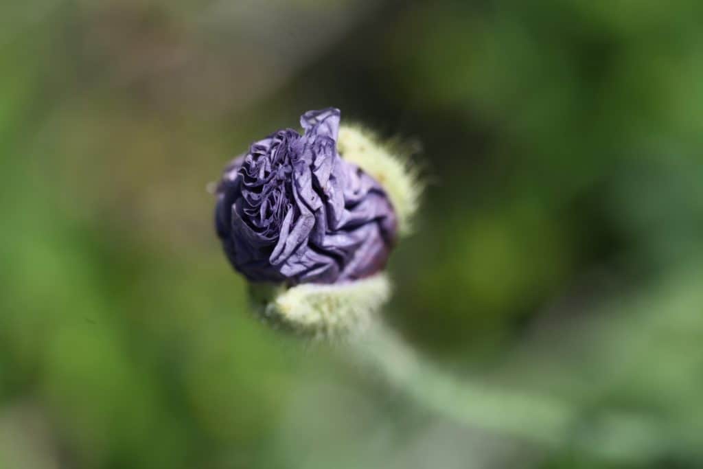 purple poppy bloom just slightly past the cracked bud stage against a green blurred background, showing how to grow Shirley Poppies