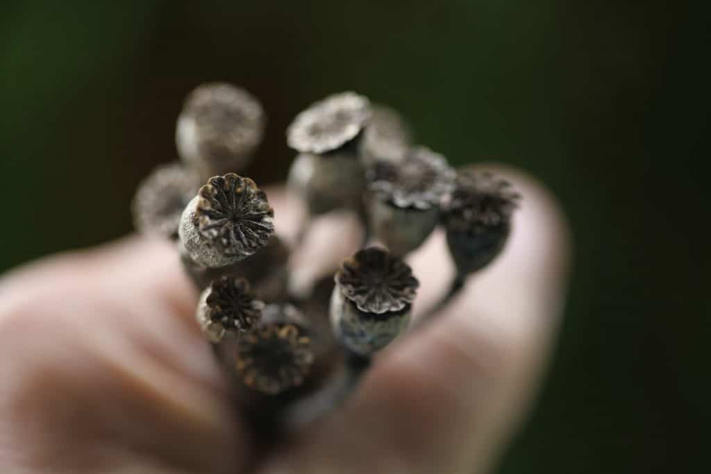 a hand holding Shirley Poppy seed pods , showing how to grow Shirley Poppies