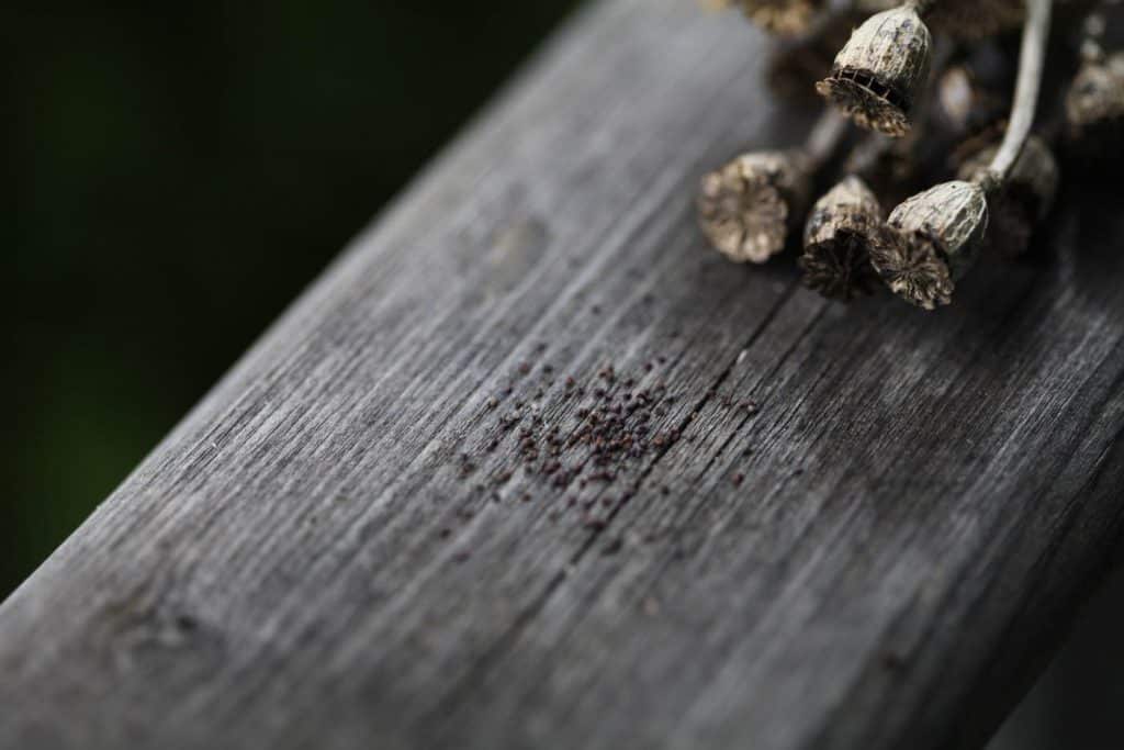 poppy seeds from mature seed pods on a grey wooden railing, showing how to grow Shirley Poppies