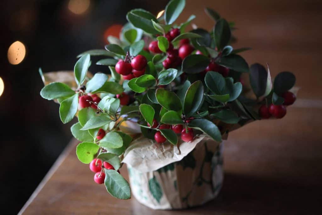 potted wintergreen indoors