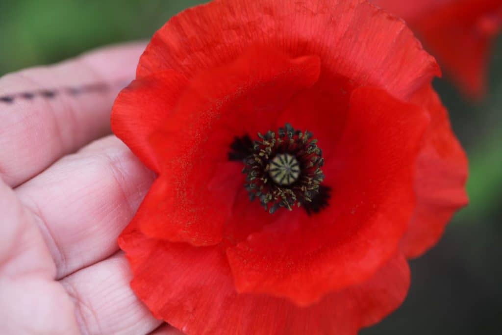 a hand holding a red self seeded Shirley Poppy, showing how to grow Shirley Poppies