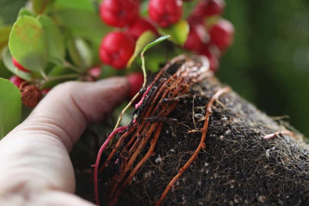 a hand holding a wintergreen plant and rootball