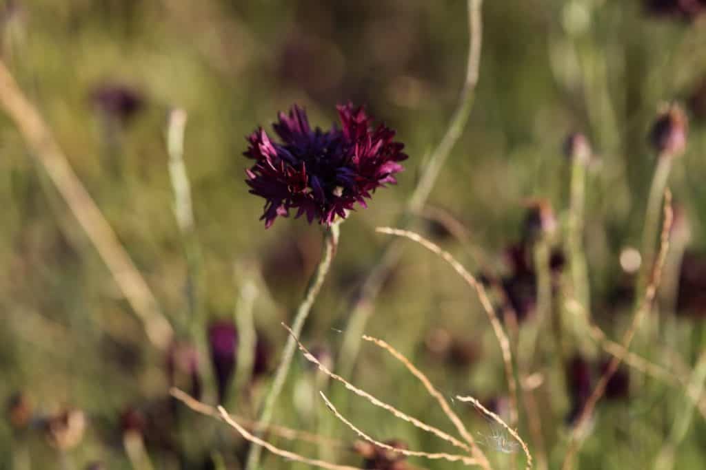 PERENNIAL BACHELOR BUTTONS IN THE GARDEN