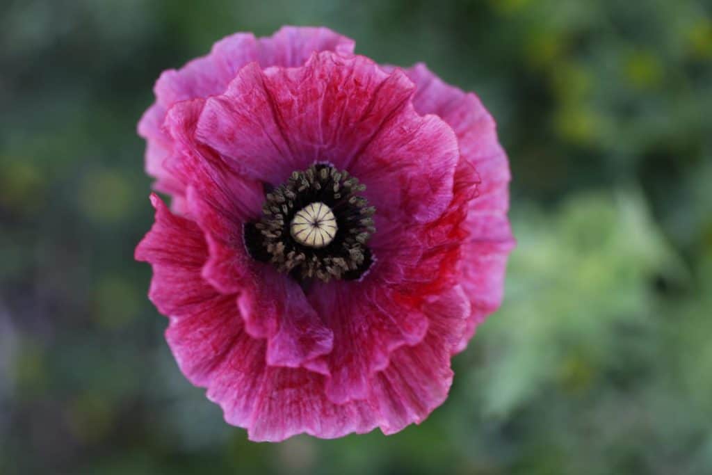 a pink self seeded poppy germinated directly in the garden against a blurred green background