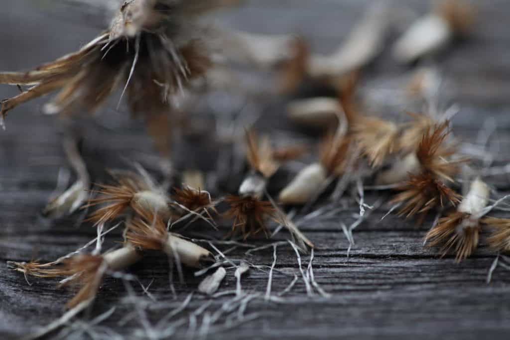 bachelor button seeds and chaff on a grey wooden railing