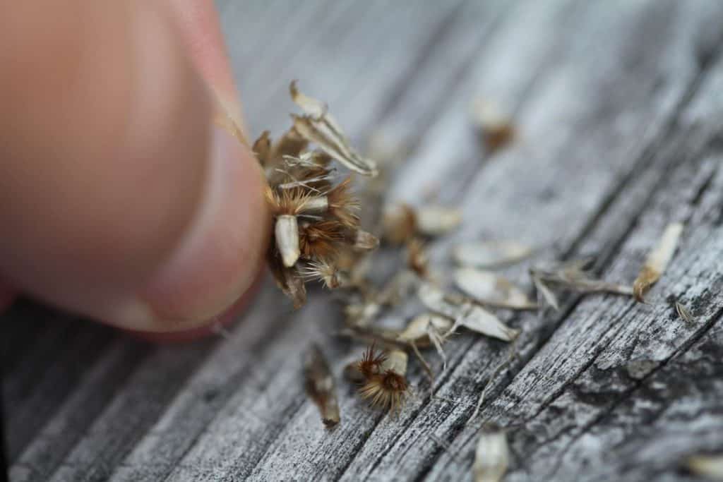 separating Bachelor Buttons seeds from the seed head