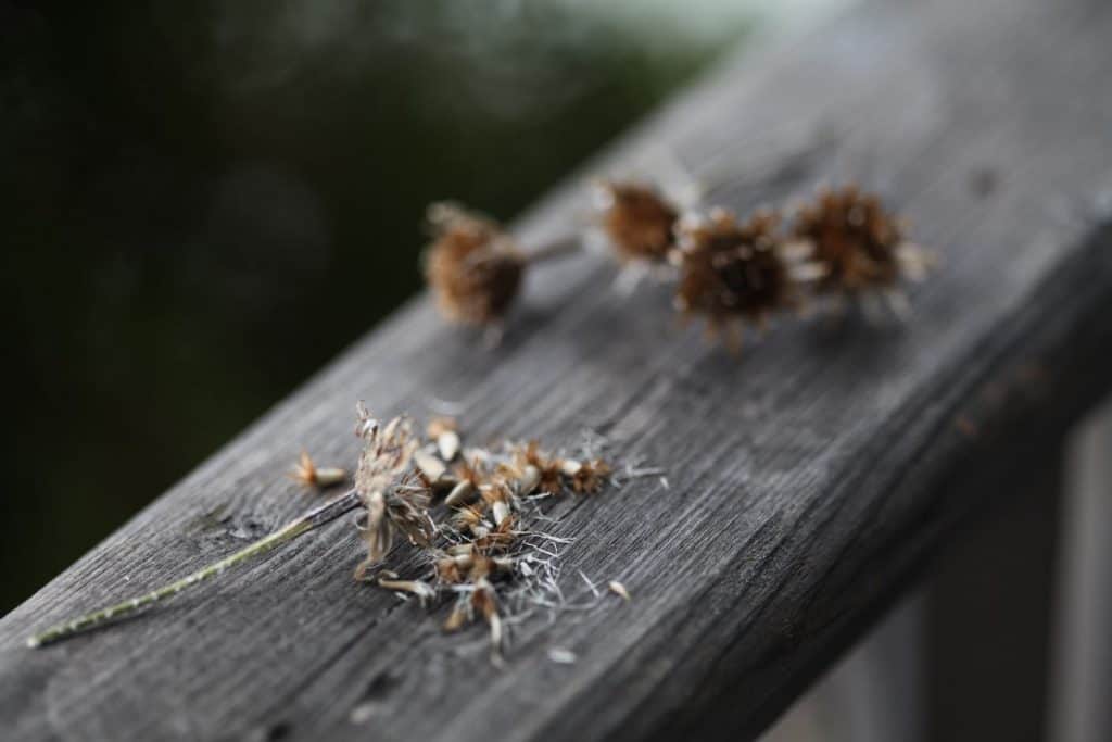 bachelor button seed heads and seeds on a wooden railing