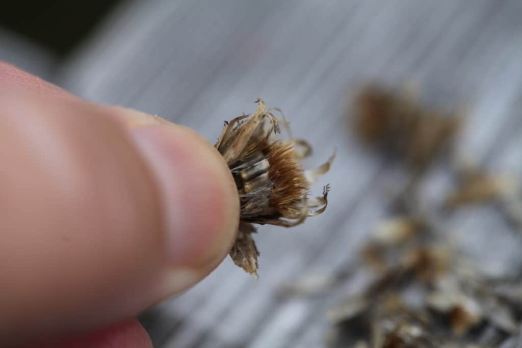 a hand showing the seeds easily pull from the seed pod when mature