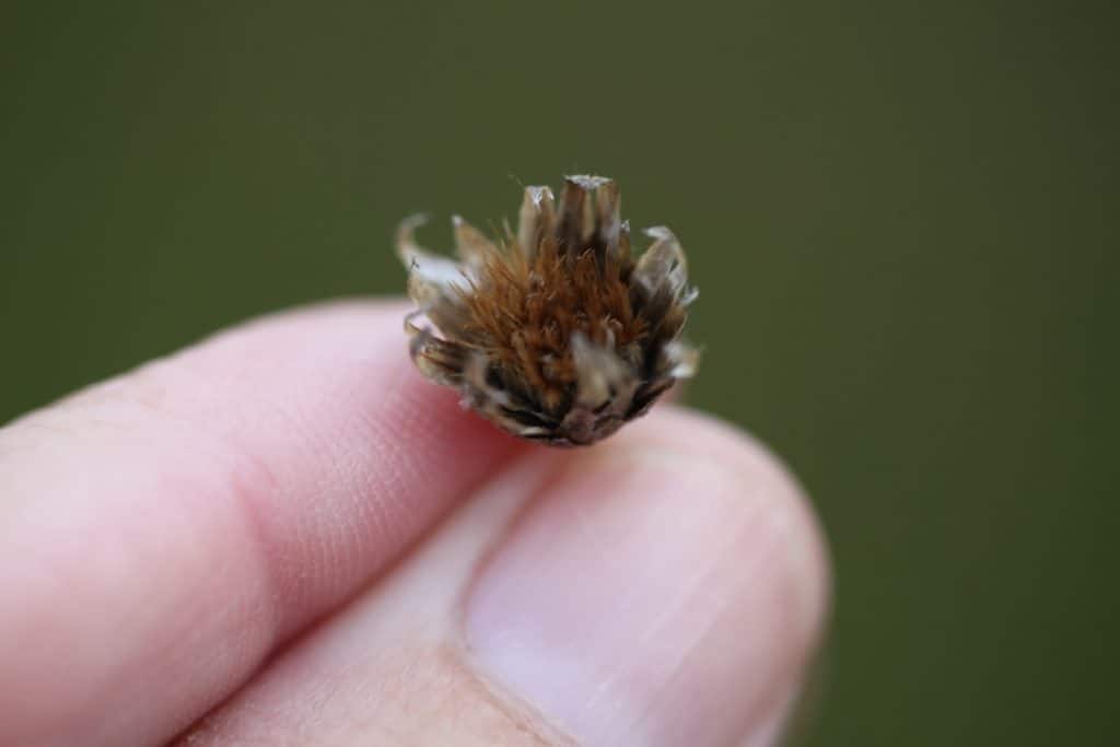 a hand holding a seed pod against a blurred green background