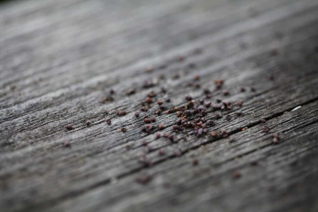 tiny Shirley Poppy seeds on grey wood