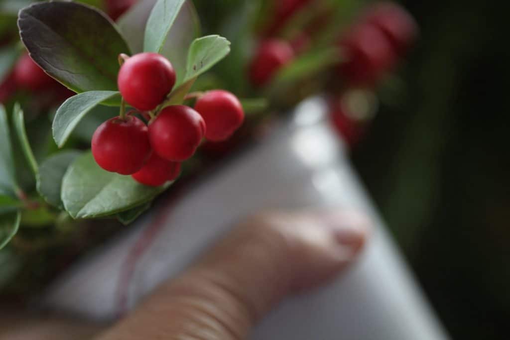 transplant your holiday wintergreen in spring