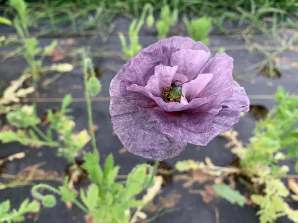 transplanted Shirley Poppies