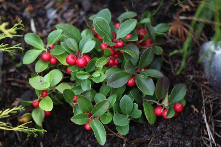How To Grow Wintergreen A Sweet Holiday Plant Farmhouse & Blooms