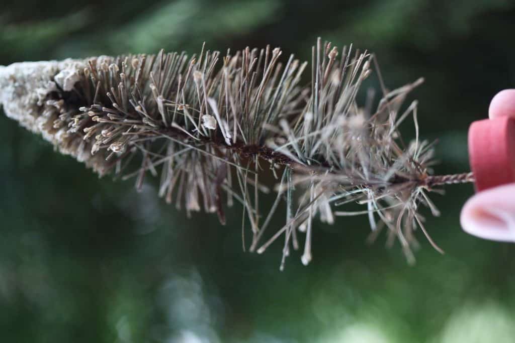 vintage bottle brush tree losing needles