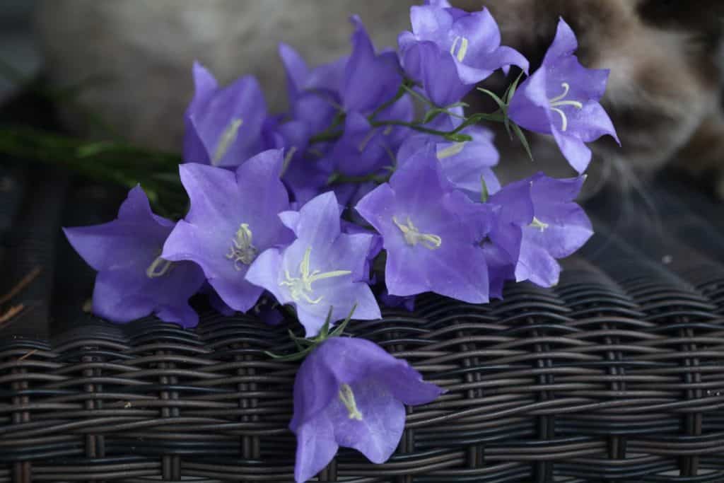 volunteer campanula in full bloom and freshly harvested on a wicker chair with a cat in the background