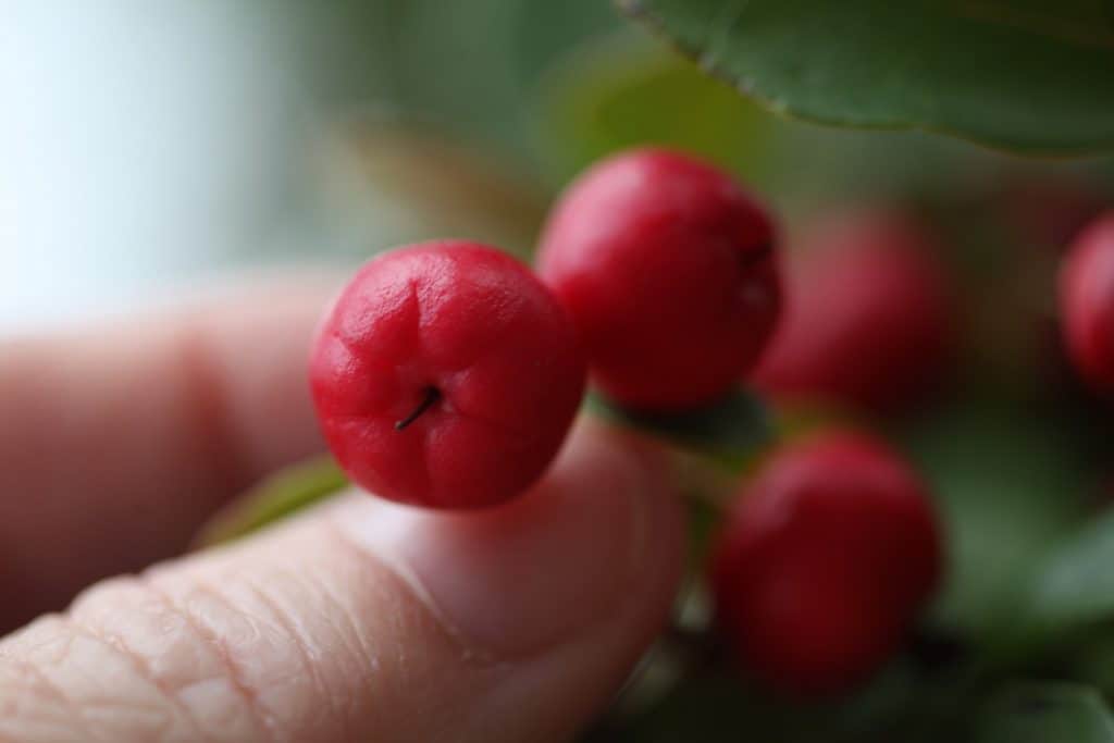 a hand holding wintergreen berries