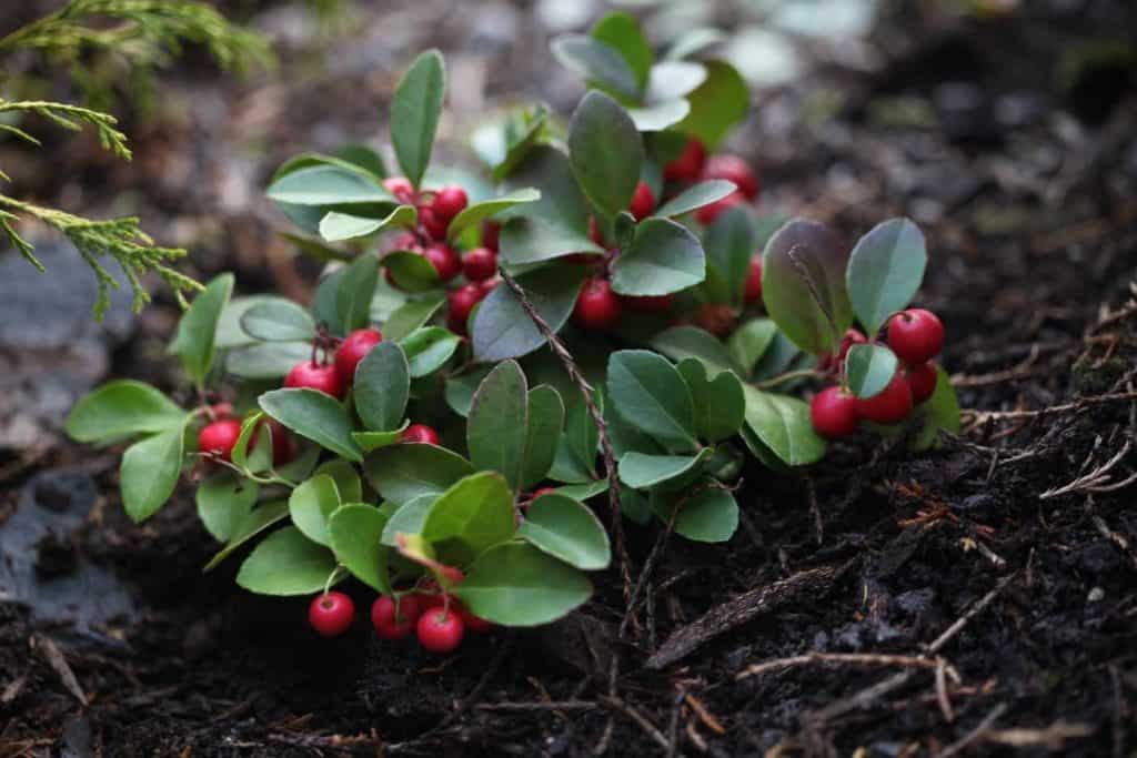 a wintergreen plant with red berries and green leaves in the garden