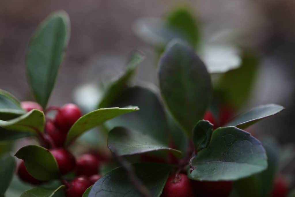 closeup of a wintergreen plant