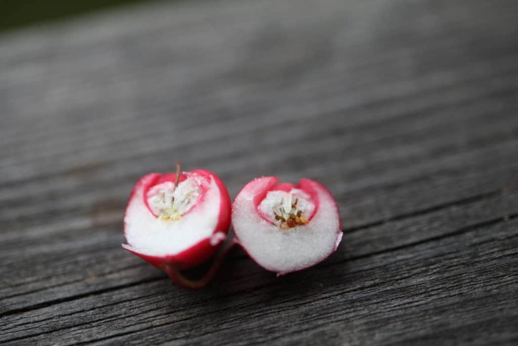 wintergreen berry cut in half