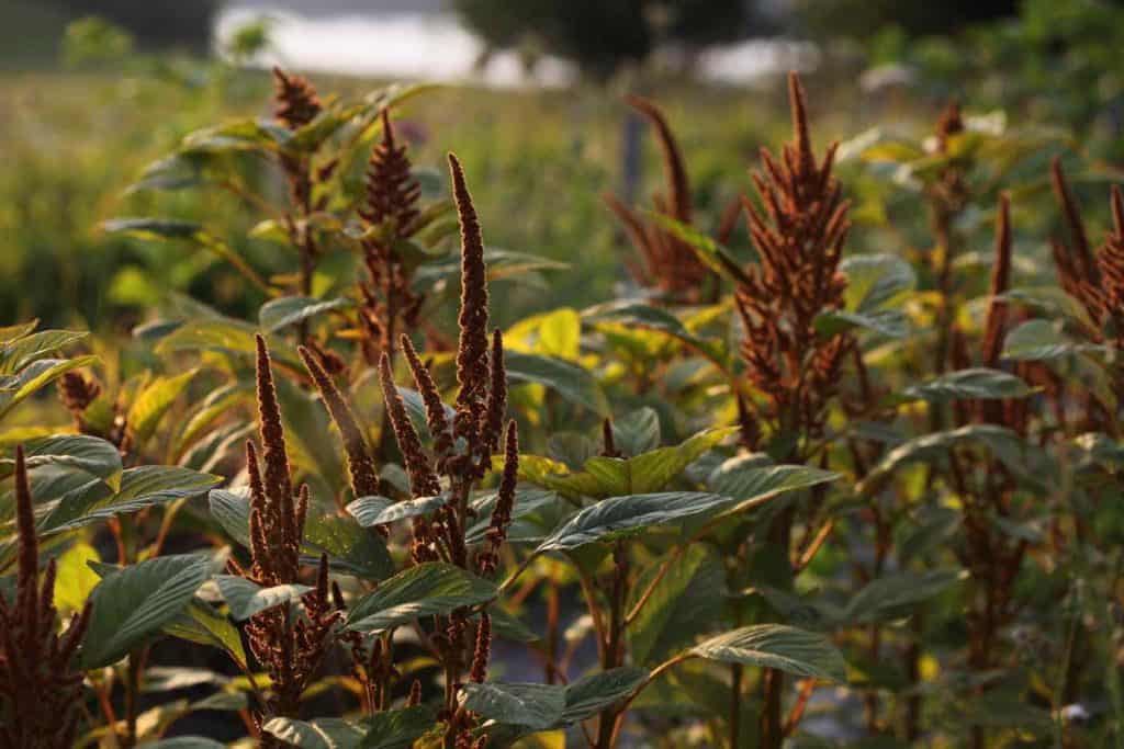 rust coloured Amaranth blooms in the cut flower garden, some of the best annual flowers for cutting